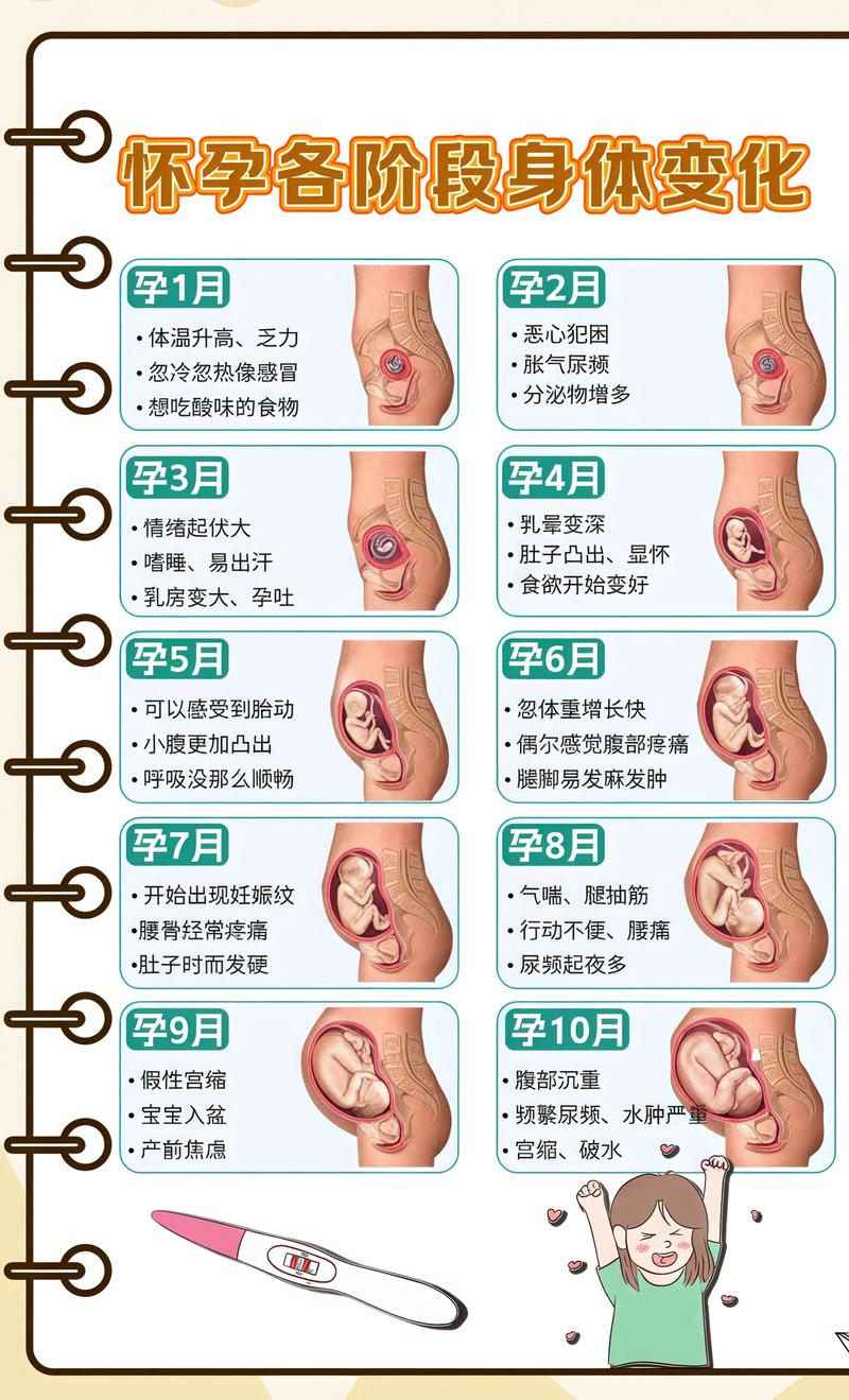 揭秘供卵代孕妈妈怀孕小腹分两节，孕期变化的奥秘果洛代生机构: